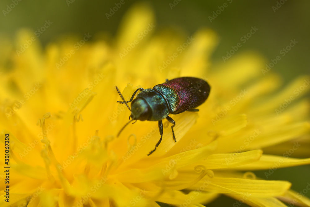 A colored beetle sits on a bright yellow flower. Selective focus A colored beetle sits on a bright yellow flower. Selective focus
