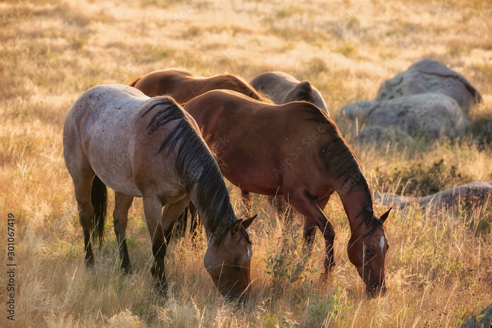 Horse Herd Horse Herd