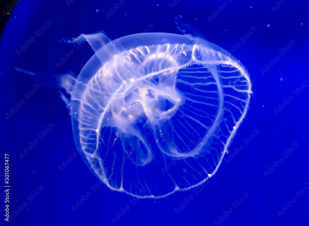 jellyfish on blue background jellyfish on blue background