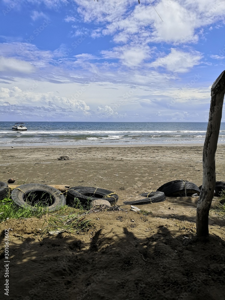 Fototapeta premium tree on beach