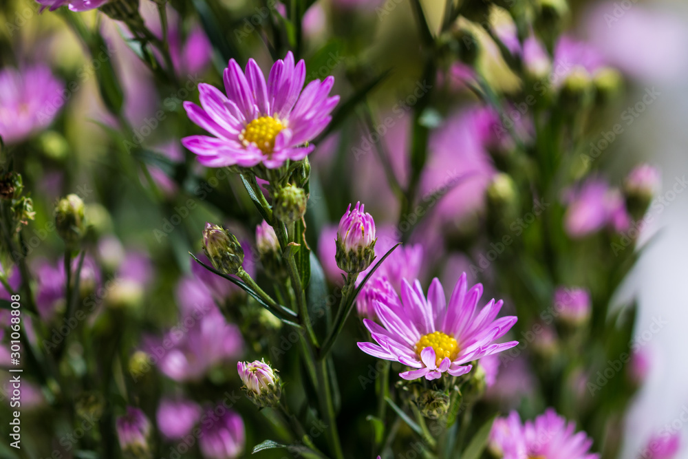 Macro close-up bouquet of the blooming buds of Aster amellus. Little lilac flowers with beautiful blossom on blurry background. Fresh foliage with natural blurry background. Macro close-up bouquet of the blooming buds of Aster amellus. Little lilac flowers with beautiful blossom on blurry background. Fresh foliage with natural blurry background.