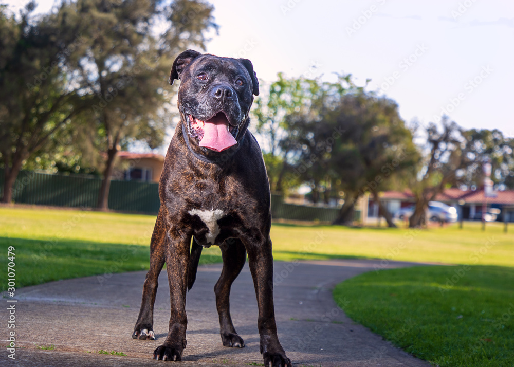 dog in a park dog in a park