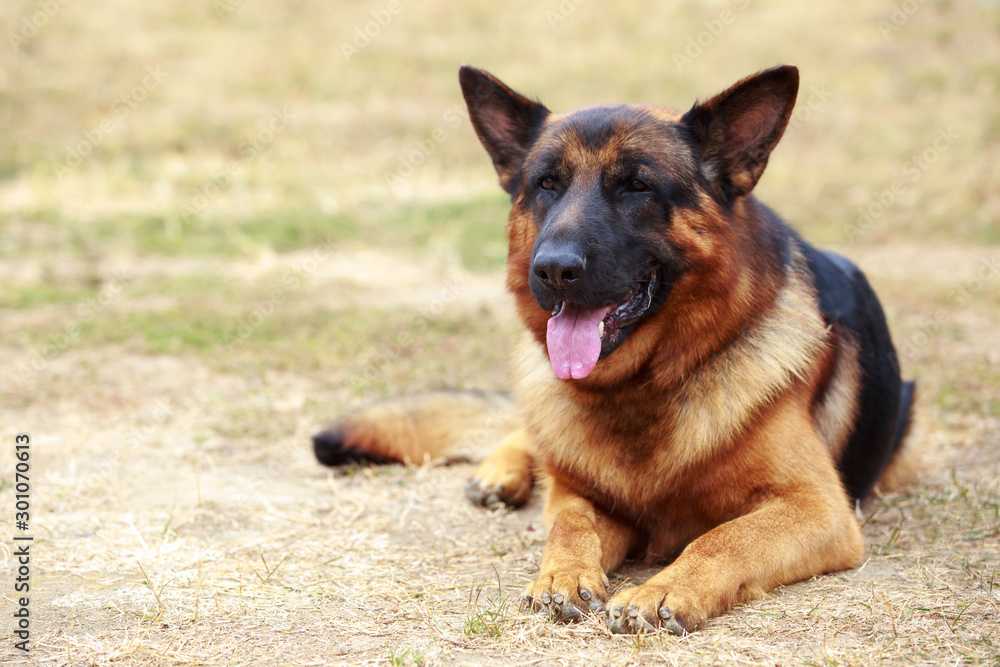 Dog breed German Shepherd