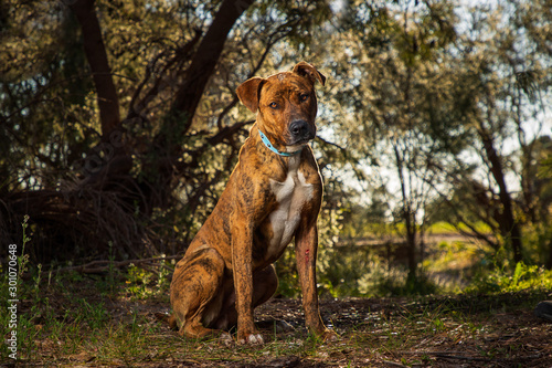 dog in the park