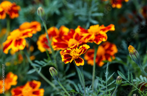 Summer elegant closeup of the blooming Tagetes or marigold buds of the flower. Beautiful orange and yellow blossoms in the garden sunlight. Fresh foliage natural dreamy background in vibrant color.