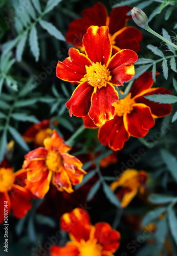 Summer elegant closeup of the blooming Tagetes or marigold buds of the flower. Beautiful orange and yellow blossoms in the garden sunlight. Fresh foliage natural dreamy background in vibrant color. © PhoenixNeon