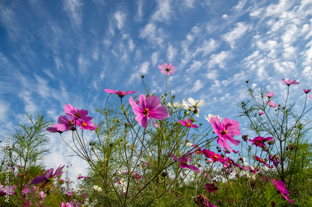 秋の空を背景に撮影したピンク色のコスモス Stock Photo Adobe Stock 秋の空を背景に撮影したピンク色のコスモス Stock Photo Adobe Stock