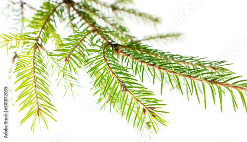 Green needles on a Christmas tree branch