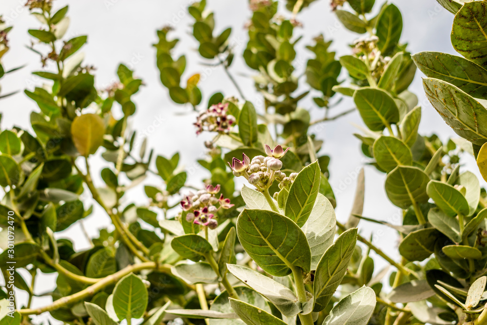 fresh and healthy growing giant milkweed with beautiful crown flowers and cloudy sky in the background fresh and healthy growing giant milkweed with beautiful crown flowers and cloudy sky in the background