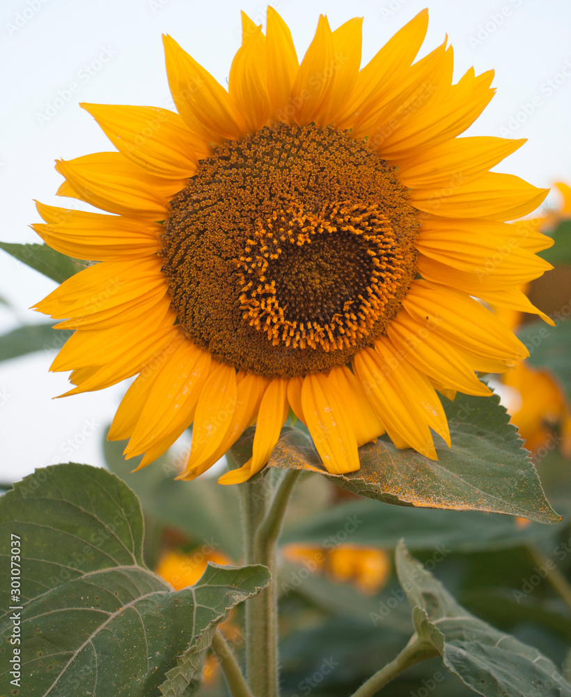 Naklejka premium Sunflower cultivation in agriculture for the production of vegetable oil. Scene of yellow sunflower growing on a rural field.