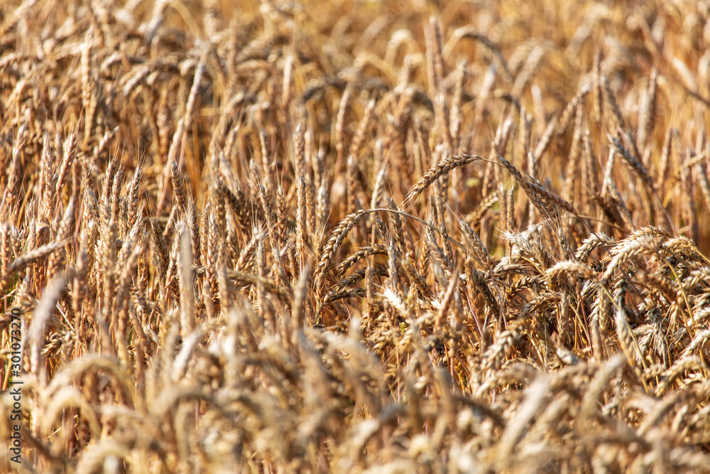 Fototapeta premium Ripe ears of wheat grow on the nature