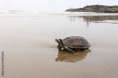 india goa morjim turtle arabian sea photo