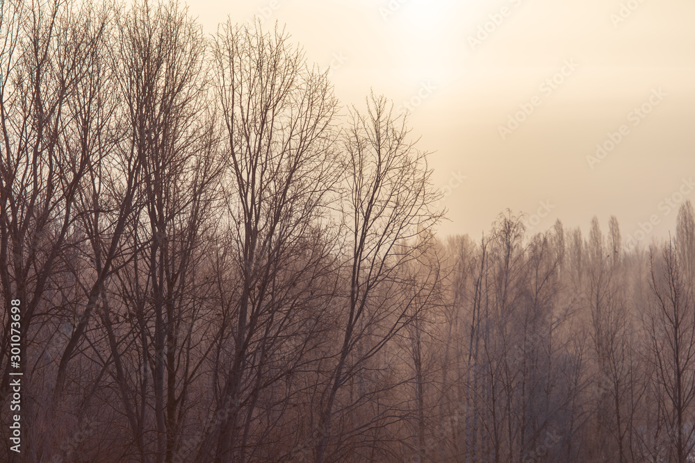Leafless tree branches at dawn of the sun Leafless tree branches at dawn of the sun