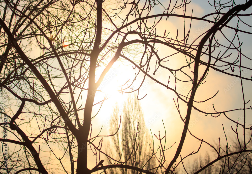Leafless tree branches at dawn of the sun Leafless tree branches at dawn of the sun