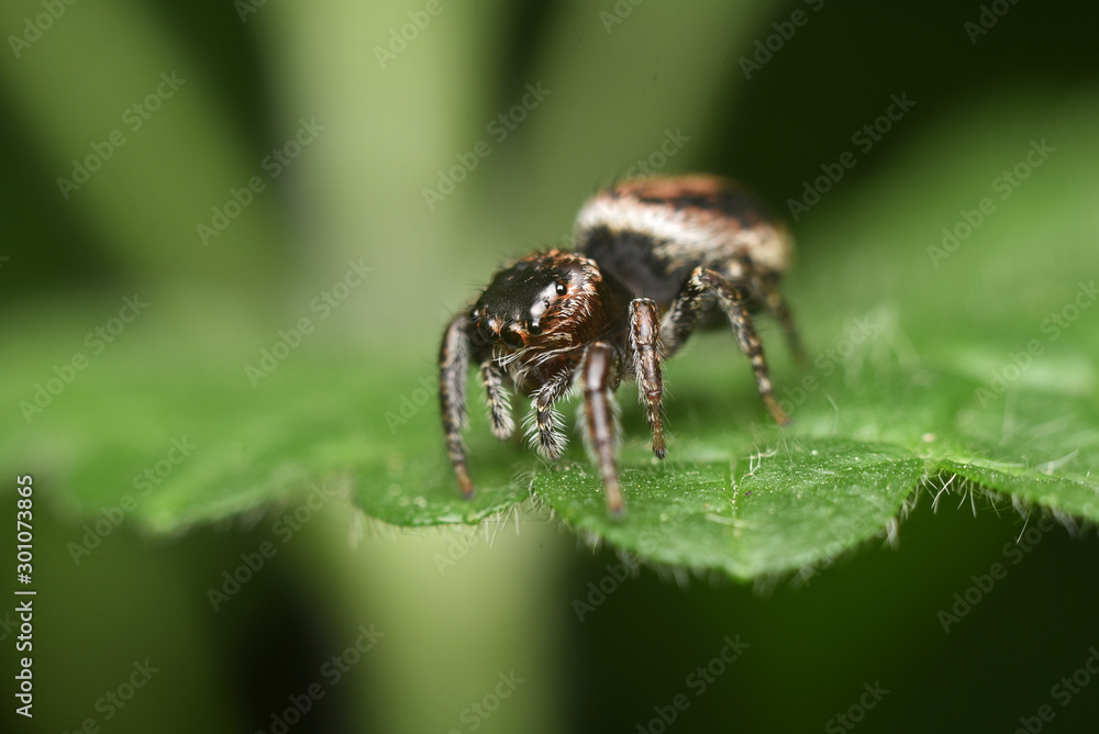 Beautiful jumping spider close-up in the nature. Macro shot Beautiful jumping spider close-up in the nature. Macro shot