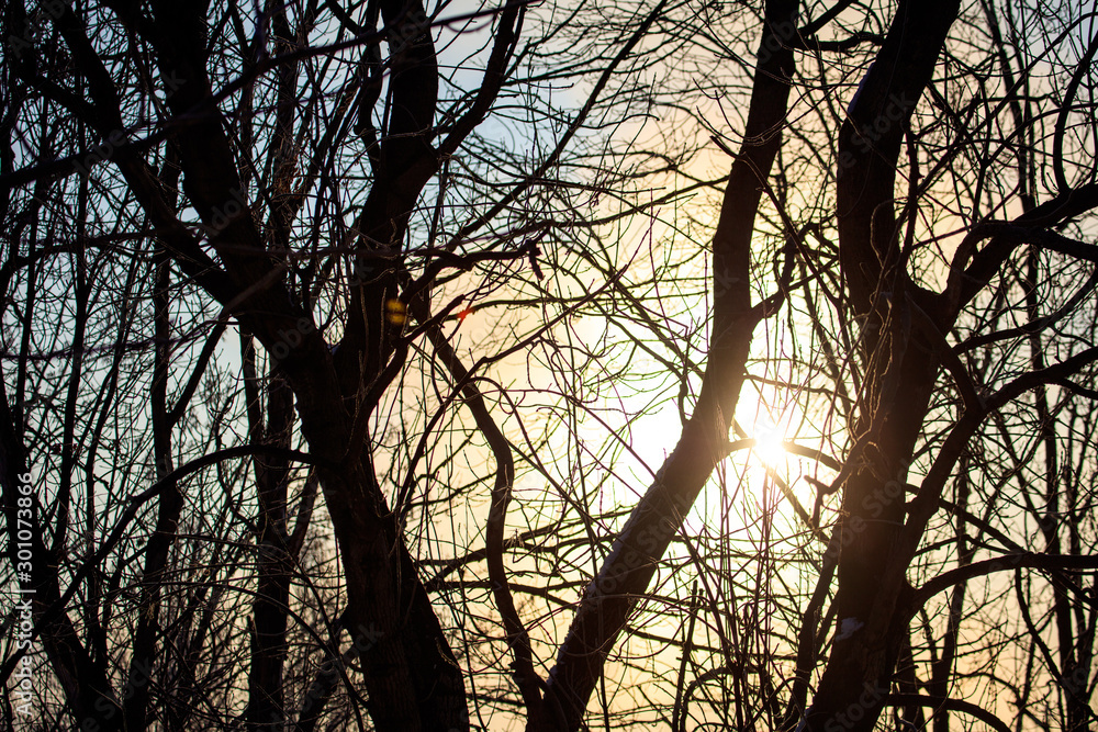 Leafless tree branches at dawn of the sun Leafless tree branches at dawn of the sun