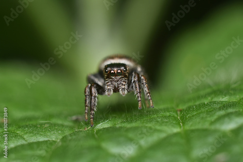 Beautiful jumping spider close-up in the nature. Macro shot