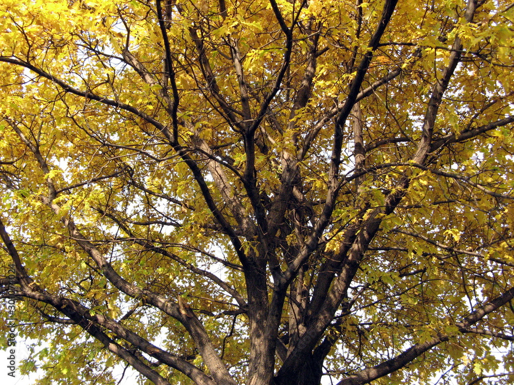 tree in autumn tree in autumn