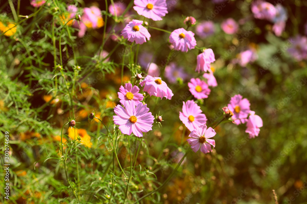 Cosmos flowers in the summer garden on a sunny day close up. Retro style toned Cosmos flowers in the summer garden on a sunny day close up. Retro style toned