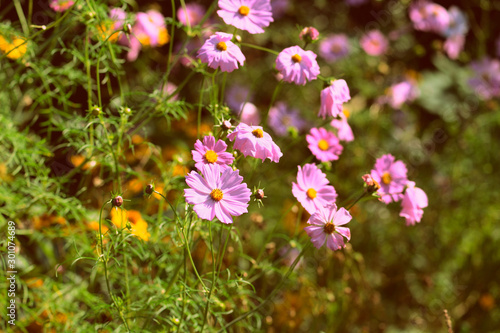 Cosmos flowers in the summer garden on a sunny day close up. Retro style toned