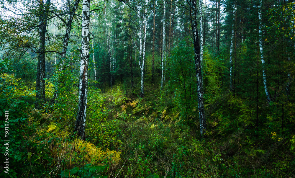 Beautiful place in deep of wild summer forest Beautiful place in deep of wild summer forest