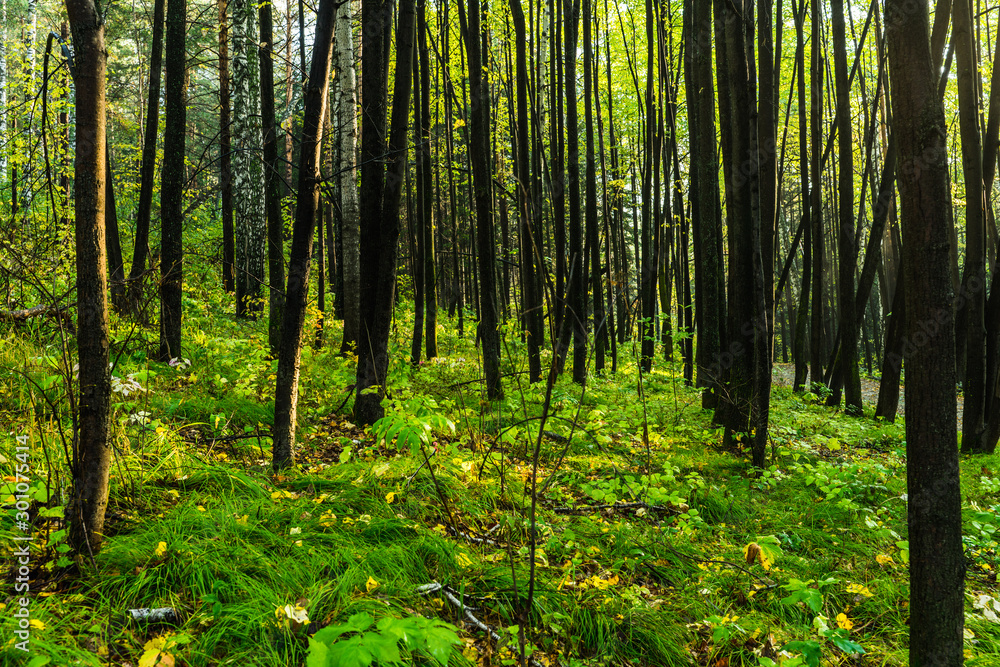 Beautiful place in deep of wild summer forest Beautiful place in deep of wild summer forest