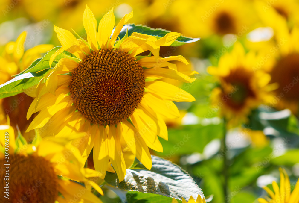 Fototapeta premium Sunflowers grow in the field