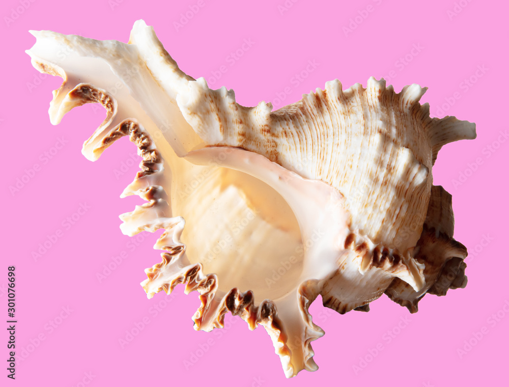 Sea shell isolated on a pink background Sea shell isolated on a pink background