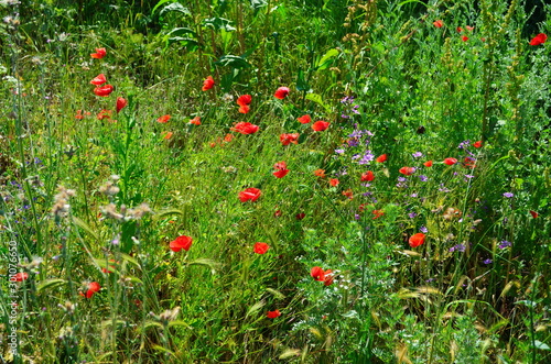 colorful flower bed in the summer park