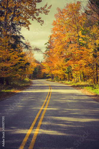 Road in a colorful autumn forest in Door County  Wisconsin