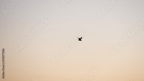 bird in the sky
