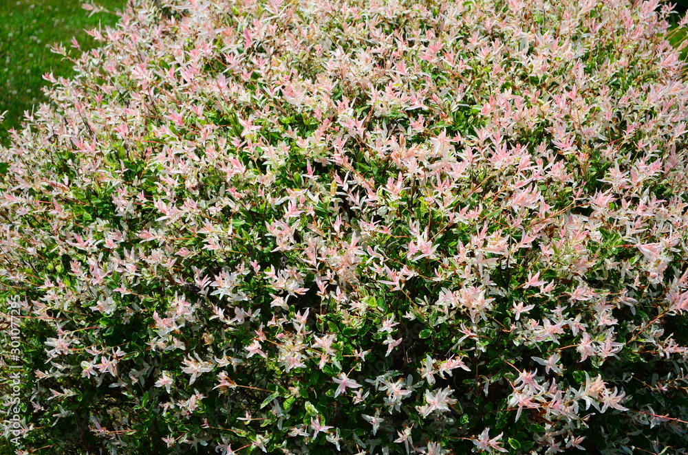 colorful flower bed in the summer park colorful flower bed in the summer park