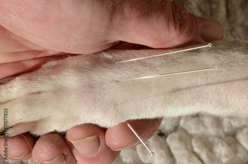 Closeup with human hand holding a white dog's paw with three acupuncture needles betweeen the paw's bone beams.