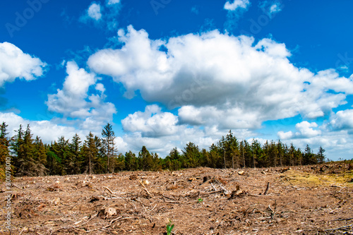 gefällte Wald, blaue Himmel mit fluffige Wolken photo