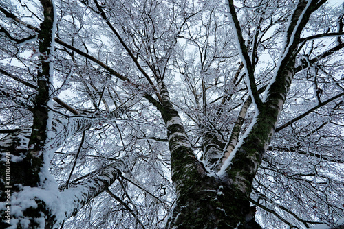 winter birch tree from below at Umedalen in Umea       photo