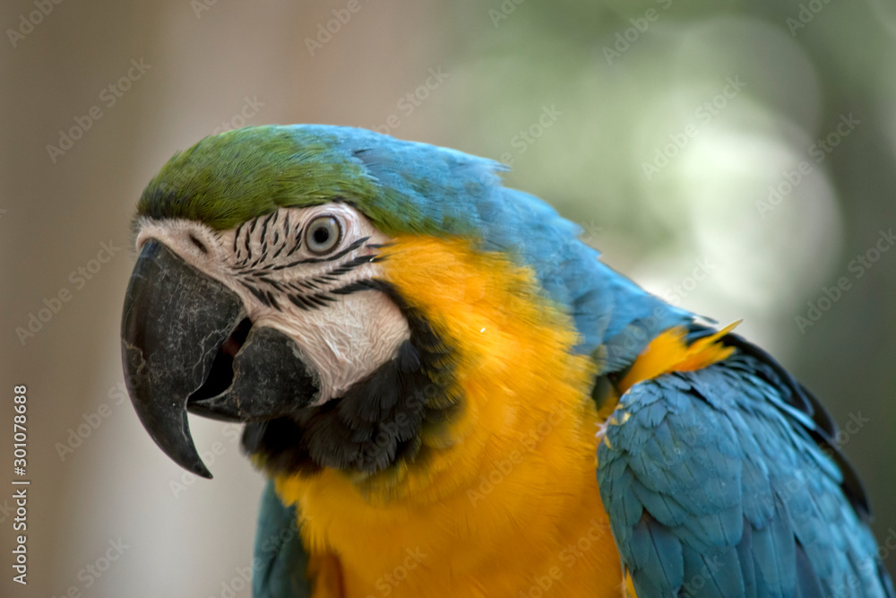 this is a side view of a blue and gold macaw