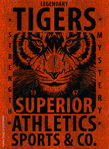 tiger illustration art print graphic design 
