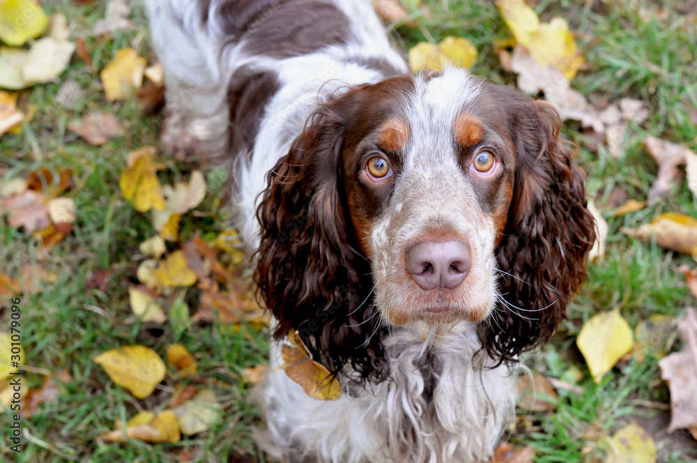 The autumn portrait of the russian spaniel on the green background