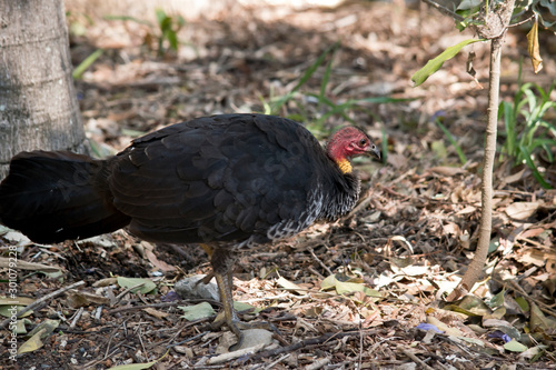 this is a side view of a bush turkey
