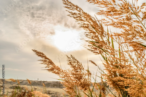 closeup of Cortaderia selloana waving leaves and seeds and breathtaking view of white dark clouds on the sky