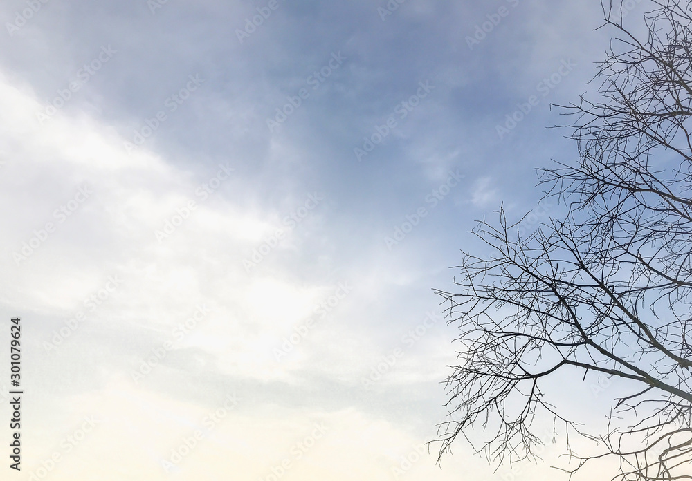 Obraz premium Shadow of the tree,Tree branches in the Dark, creepy trees with twisted roots in the night jungle forest. Scary concept.