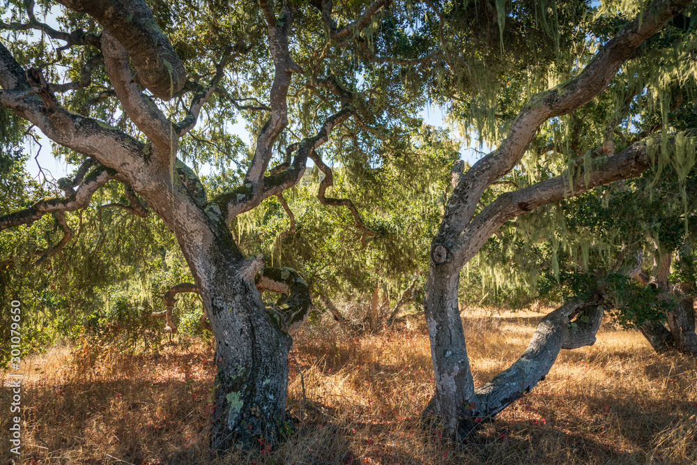 Woodlands at Fort Ord National Monument Woodlands at Fort Ord National Monument