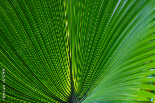Green leaves of Chinese windmill palm or windmill palm or Chusan palm. close up.