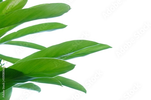 Tropical Galangal plant leaves growing in a garden with sun light on white isolated background for green foliage backdrop 