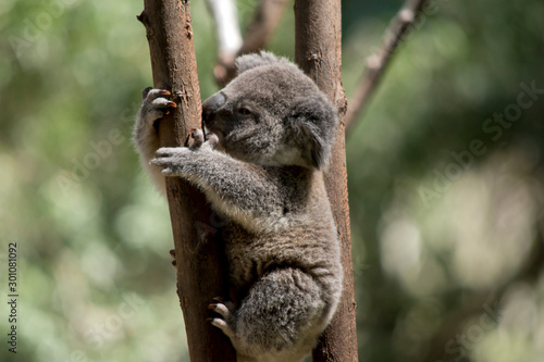Fototapeta Naklejka Na Ścianę i Meble -  this is a side view of a  young koala