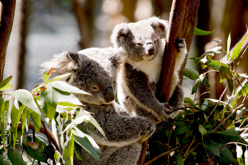 Fototapeta Naklejka Na Ścianę i Meble -  the joey koala is  next to his mother