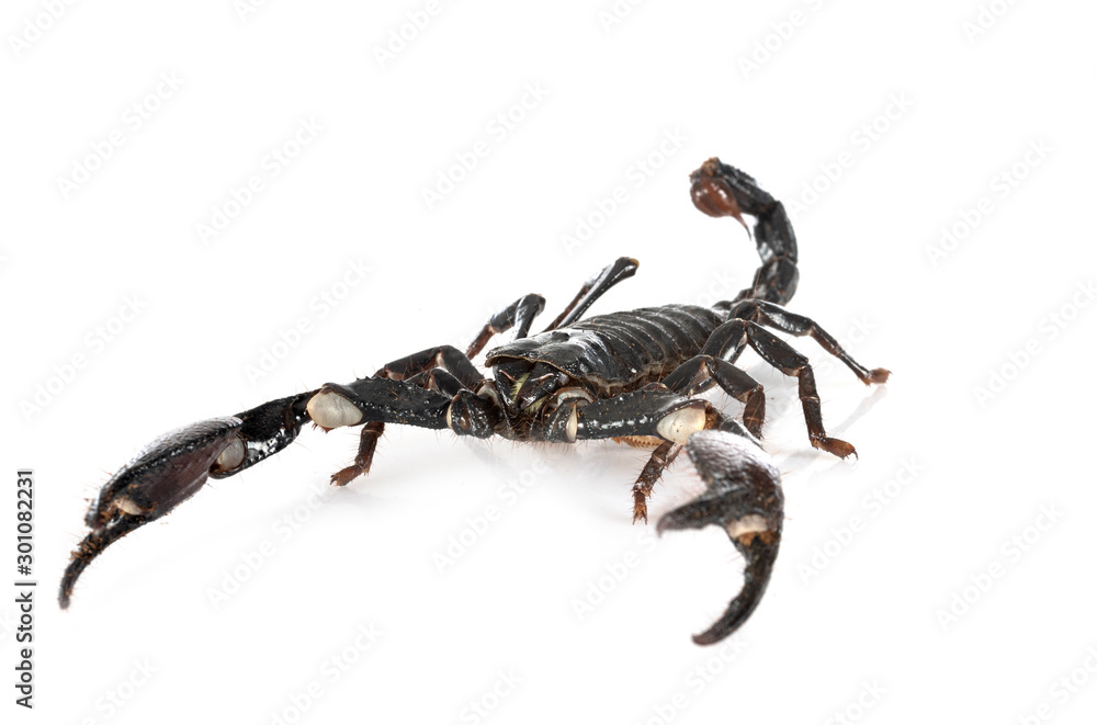 heterometrus spinifer in studio heterometrus spinifer in studio