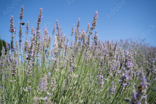 Blooming lavender with a bee and clear sky