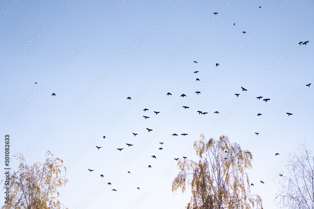 Crows flying across the sky as background Crows flying across the sky as background