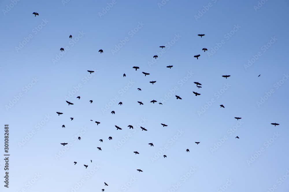 Crows flying across the sky as background Crows flying across the sky as background